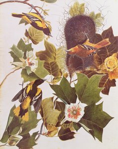 The Oriole, from Birds of America