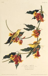 The Rathbone Warbler. From The Birds of America