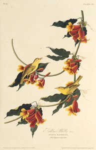 The Rathbone Warbler. From The Birds of America