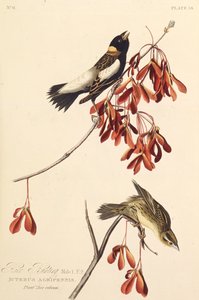 The Ricebird. From The Birds of America