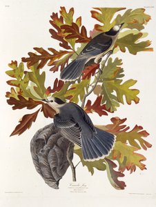 The grey jay. From The Birds of America