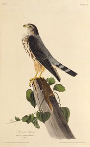 The merlin. From The Birds of America