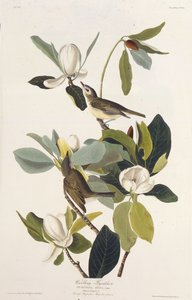 Warbling Flycatcher. From The Birds of America by John James Audubon