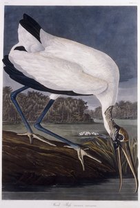Wood Ibis