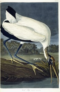 Wood Ibis