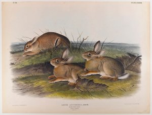 Wormwood hare by John James Audubon