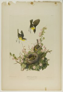 Yellow-Breasted Chat, Printed by Julien Bien and Published by Roe Lockwood & Son, 1861 by John James Audubon