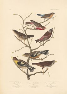 Lazuli Finch by John James Audubon/ Rob Havell
