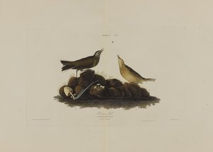 Brown Lark, from Birds of America, engraved by Robert Havell