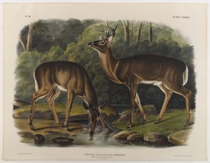 Common or Virginia Deer, engraved by John T. Bowen by John James after Audubon