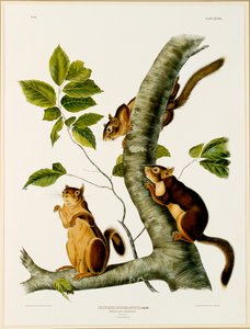 Douglas Squirrel, from the folio The Viviparous Quadrupeds of North America, published in 1845 by John James after Audubon