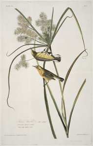Prairie Warbler, from Birds of America, engraved by Robert Havell