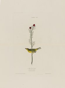 Selbys Fly Catcher, from Birds of America, engraved by Robert Havell by John James after Audubon
