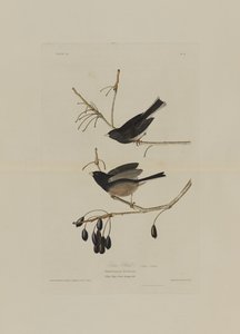 Snow Bird, from Birds of America, engraved by Robert Havell by John James after Audubon