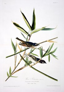 Solitary Flycatcher, from Birds of America, engraved by Robert Havell by John James after Audubon