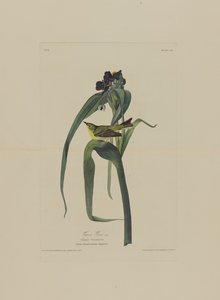 Vigers Vireo, from Birds of America, engraved by Robert Havell by John James after Audubon