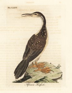 African Finfoot, Podica senegalensis. Handcoloured Copperplate Drawn and Engraved by John Latham from His Own A General History of Birds, Winchester
