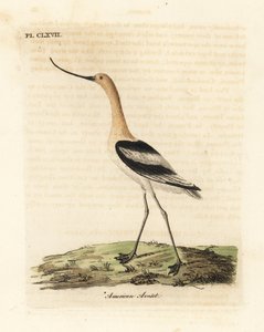 American avocet, Recurvirostra americana. Handcoloured copperplate drawn and engraved by John Latham from his own A General History of Birds, Winchester