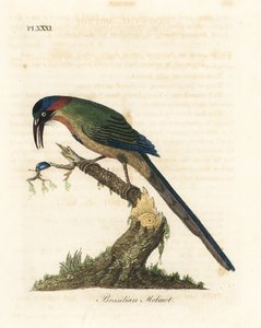 Blue-crowned motmot, Momotus momota (Brasilian motmot, Momotus brasiliensis)