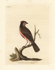 Common Redpoll, Carduelis flammea (Crimson-crowned Finch, Fringilla flammea). Handcoloured Copperplate Drawn and Engraved by John Latham from His Own A General History of Birds, Winchester
