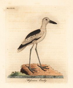 Crab plover, Dromas ardeola. Handcoloured copperplate drawn and engraved by John Latham from his own A General History of Birds, Winchester