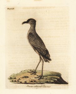 Cream-coloured courser, Cursorius cursor (Cursorius europaeus). Handcoloured copperplate drawn and engraved by John Latham from his own A General History of Birds, Winchester