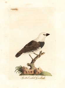 Diamond firetail, Stagonopleura guttata (Spotted-sided grosbeak, Fringilla leucocephala). Handcoloured copperplate drawn and engraved by John Latham from his own A General History of Birds, Winchester
