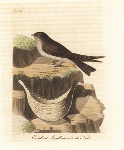 Edible-nest Swiftlet and Nest. Handcoloured Copperplate by John Latham from A General History of Birds, Winchester