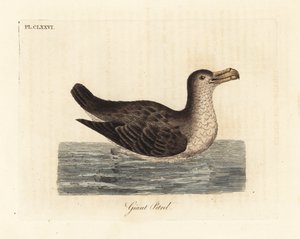 Giant Petrel, Macronectes giganteus (as Precellaria gigantea, error for Procellaria gigantea). Handcoloured copperplate drawn and engraved by John Latham from his own A General History of Birds, Winchester