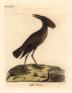 Hamerkop, Scopus umbretta. Handcoloured Copperplate Drawn and Engraved by John Latham from His Own A General History of Birds, Winchester