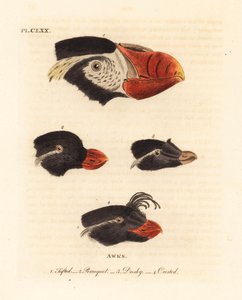Heads of the Tufted Puffin, Fratercula cirrhata 1, Parakeet Auklet, Aethia psittacula 2, and Crested Auklet, Aethia cristatella 3,4. (Tufted Awk, Alca cirrhata 1, Parrot Awk, Alca psittacula 2, Dusky Awk, Alca tetracula 3, and Crested Awk, Alca cristatella by John Latham