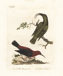 Lesser akialoa, Hemignathus obscurus (extinct) and cardinal myzomela, Myzomela cardinalis. Handcoloured copperplate drawn and engraved by John Latham from his own A General History of Birds, Winchester