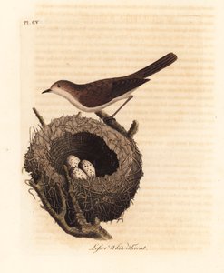 Lesser Whitethroat with Nest and Eggs. Handcoloured Copperplate by John Latham from A General History of Birds, Winchester
