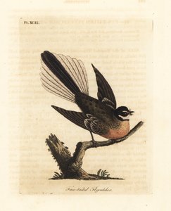 New Zealand Fantail, Rhipidura fuliginosa (Fan-tailed Flycatcher). Handcoloured copperplate drawn and engraved by John Latham from his own A General History of Birds, Winchester