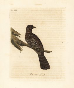 New Zealand South Island Piopio, Turnagra capensis. Extinct. (Thick-billed Thrush, Turdus crassirostris.) Handcoloured copperplate drawn and engraved by John Latham from his own A General History of Birds, Winchester