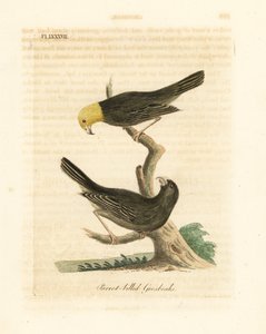 Or, Psittirostra Psittacea, Male and Female
