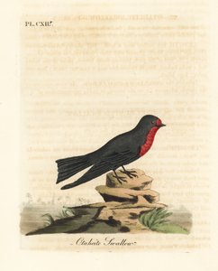 Pacific swallow, Hirundo tahitica (Otaheite swallow, Hirundo tahitiae). Handcoloured copperplate drawn and engraved by John Latham from his own A General History of Birds, Winchester