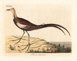 Pheasant-tailed jacana, Hydrophasianus surgus (Chinese jacana, Parra sinensis). Handcoloured copperplate drawn and engraved by John Latham from his own A General History of Birds, Winchester