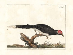 Red-faced Malkoha. Handcoloured Copperplate by John Latham from A General History of Birds, Winchester by John Latham