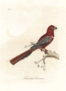 Red-headed Trogon, Harpactes erythrocephalus (Fasciated Curucui, Trogon fasciatus). Handcoloured Copperplate Drawn and Engraved by John Latham from His Own A General History of Birds, Winchester