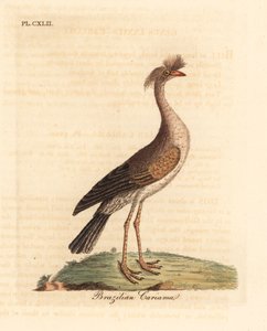 Red-legged Seriema. Handcoloured Copperplate by John Latham from A General History of Birds, Winchester