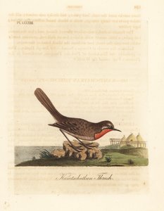Siberian Rubythroat, Luscinia calliope (Kamschatkan Thrush, Turdus calliope). Handcoloured copperplate drawn and engraved by John Latham from his own A General History of Birds, Winchester by John Latham