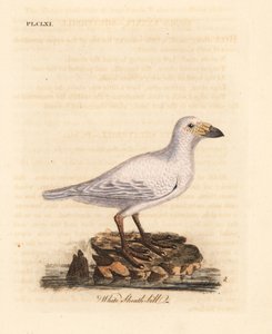 Snowy Sheathbill, Chionis albus. Handcoloured Copperplate Drawn and Engraved by John Latham from His Own A General History of Birds, Winchester by John Latham