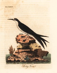 Sooty Tern, Onychoprion fuscatus (Sterna fuliginosa). Handcoloured Copperplate Drawn and Engraved by John Latham from His Own A General History of Birds, Winchester