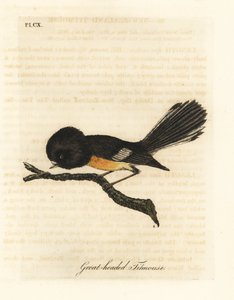 South Island Tomtit, Petroica macrocephala macrocephala. Handcoloured Copperplate Drawn and Engraved by John Latham from His Own A General History of Birds, Winchester
