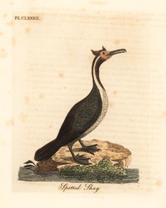 Spotted Shag or Parekareka, Phalacrocorax punctatus (Pelecanus punctatus). Handcoloured copperplate drawn and engraved by John Latham from his own A General History of Birds, Winchester