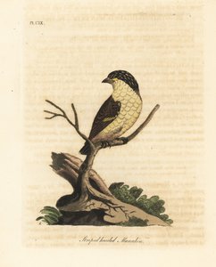 Striated pardalote, Pardalotus striatus. Handcoloured copperplate drawn and engraved by John Latham from his own A General History of Birds, Winchester