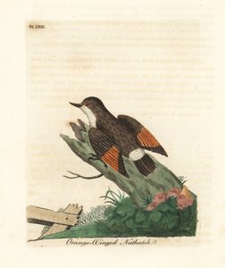 Varied Sittella, Daphoenositta chrysoptera (Orange-winged Nuthatch, Sitta chrysoptera). Handcoloured Copperplate Drawn and Engraved by John Latham from His Own A General History of Birds, Winchester
