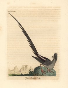White-backed Mousebird, Colius colius (White-backed Coly, Colius leuconotus). Handcoloured Copperplate Drawn and Engraved by John Latham from His Own A General History of Birds, Winchester