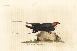 Wire-tailed Swallow, Hirundo smithii. Handcoloured Copperplate Drawn and Engraved by John Latham from His Own A General History of Birds, Winchester